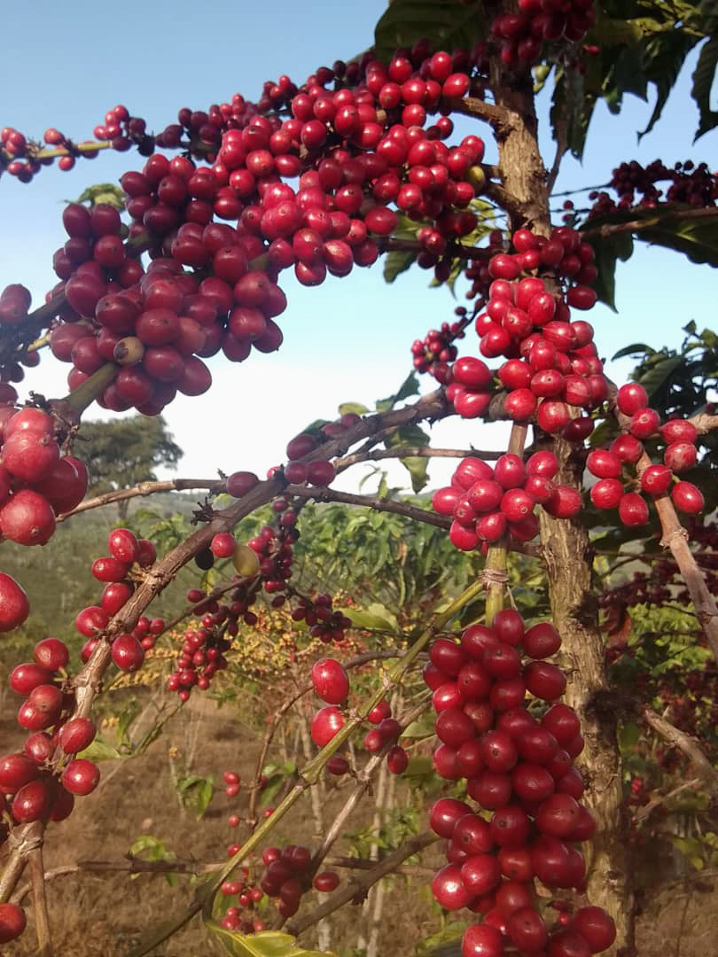 Ethiopia - Kayon Mountain