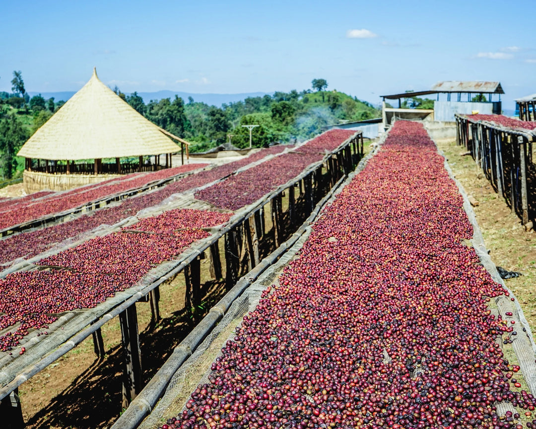 ferma de cafea de specialitate guji ethiopia