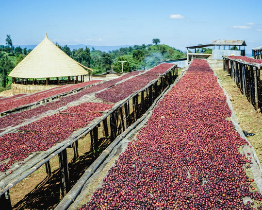 ferma de cafea de specialitate guji ethiopia