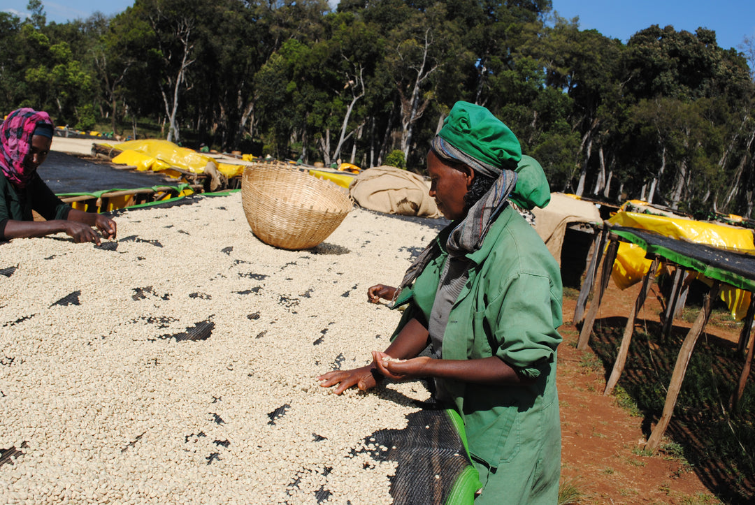 Ethiopia - Hambela