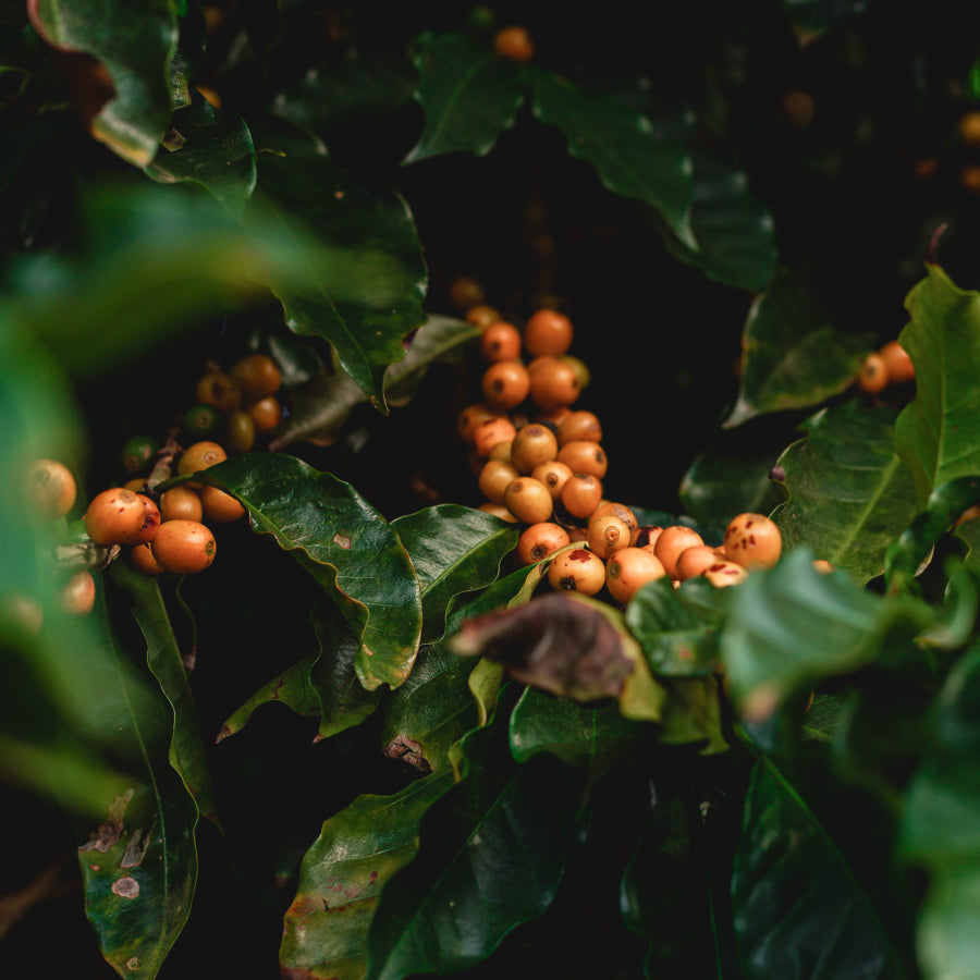 planta de cafea ethiopia