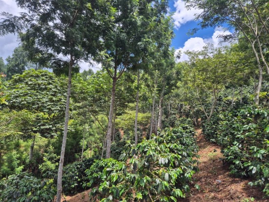 Honduras - Bonbon