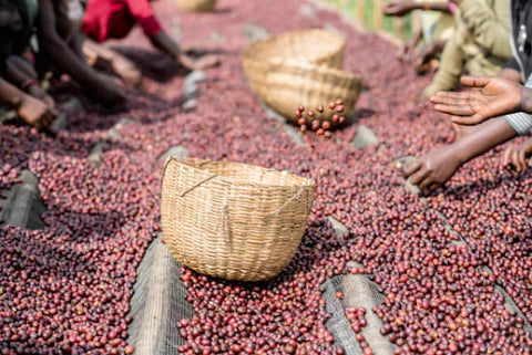 Ethiopia Jigesa Guji