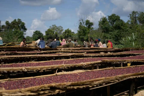 Ethiopia Jigesa Guji