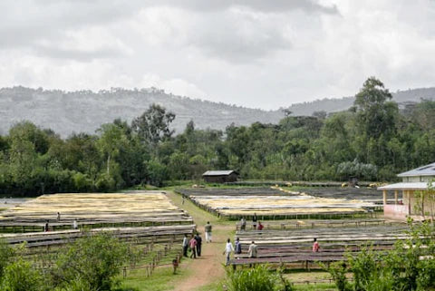 Ethiopia - Shantawene Sidama